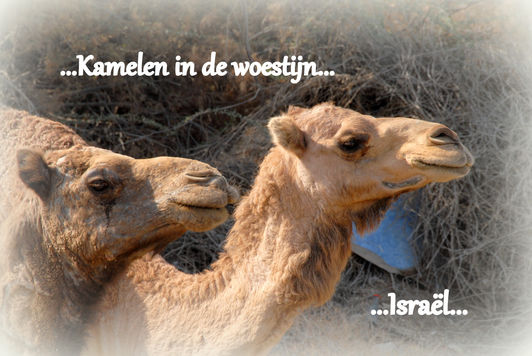 014-14-Israel dec 2008 Dodezee en Tiberias 090 - kopie - kopie